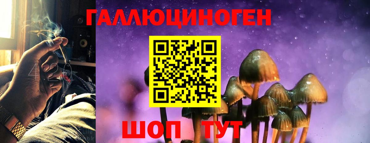 Псилоцибиновые грибы Psilocybe Беслан